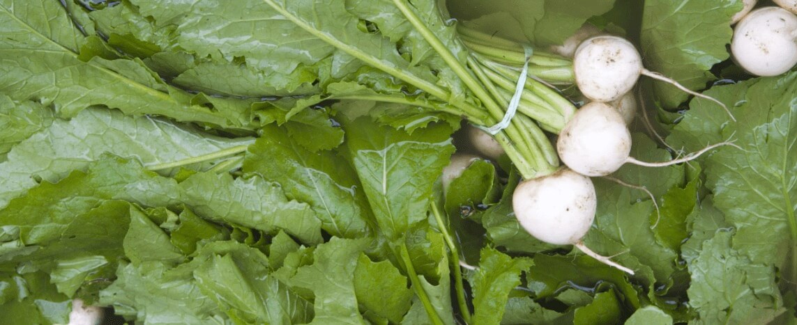 Baby Turnip Greens Bonterra Organic Vineyards